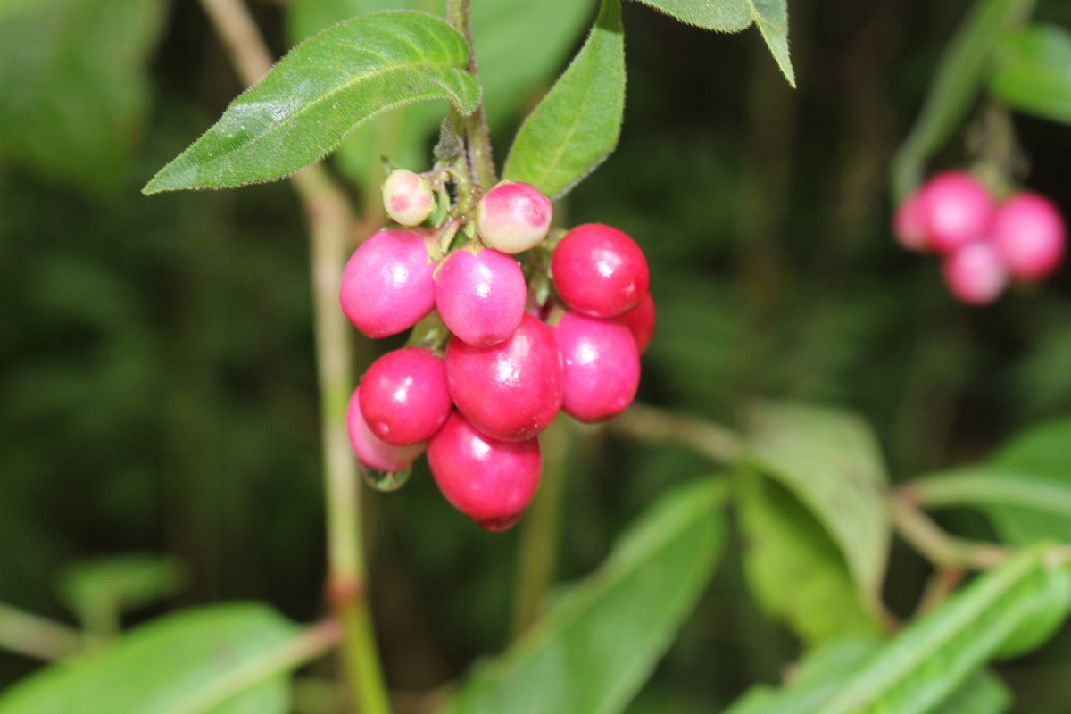 Cestrum elegans (Brongn. ex Neumann) Schltdl.